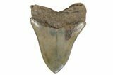 Tan, Fossil Megalodon Tooth - Sharp Serrations #182970-2